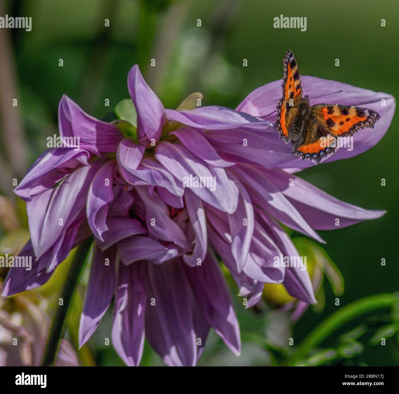 Gartenanlagen in englischer Sprache. Tortoiseshell-Schmetterling auf lila Dahlien. Towcester, Northamptonshire, Großbritannien Stockfoto