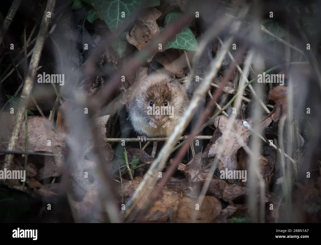 Britische Wildtiere, die sich im Unterholz verstecken. Towcester, Northamptonshire, England Stockfoto