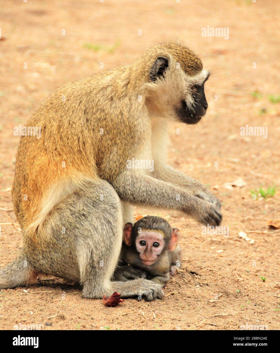 Vervet Affe mit ihrem Baby Stockfoto