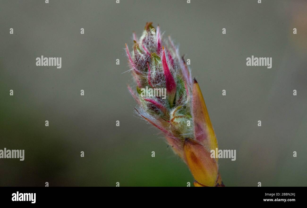 Mehrfarbige Blumenknospe Stockfoto