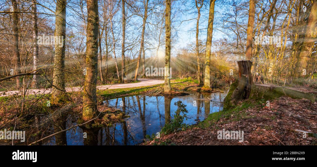 Panoramalandschaft eines Waldes mit Bäumen und einem natürlichen Teich im südlichen Kempen, Belgien Stockfoto