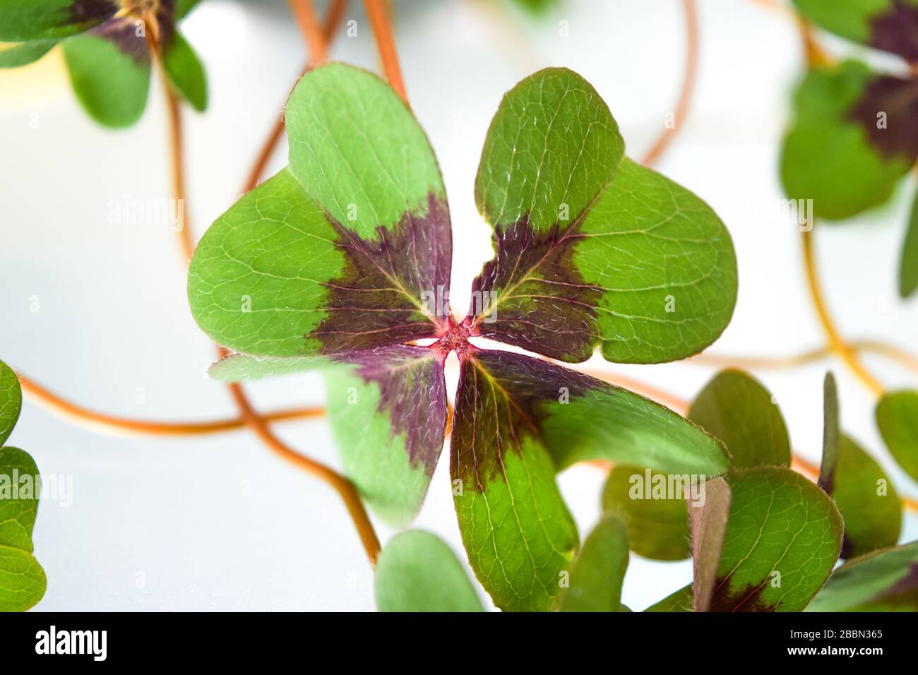 Vierblättriges Kleeblatt für etwas Glück, ST. patricks Tag Kleeblatt Stockfoto