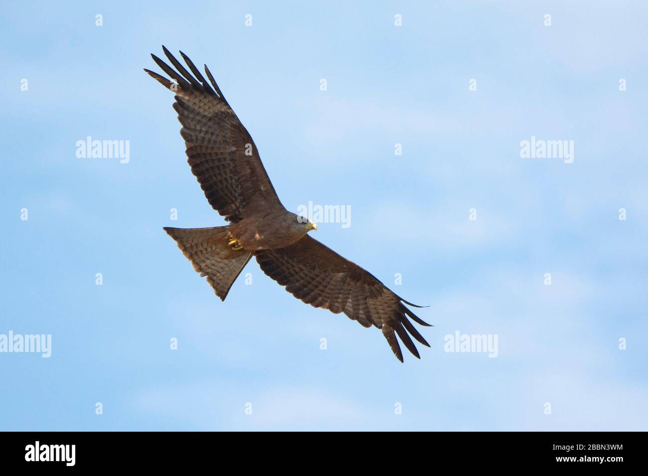 Yellow-billed Kite flog mit einigen Wolken auf dem Rücken auf den Himmel. Stockfoto