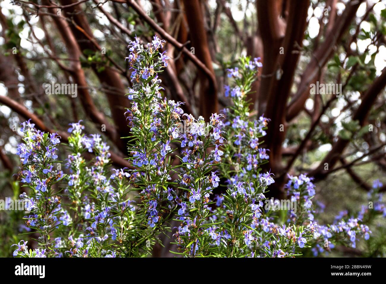 Leuchtendes violett blaues Rosmarin kulinarisches und medizinliches Kraut wächst oustide, guter Frühling Polinator für Bienen, Manzinita-Baum im Hintergrund Stockfoto