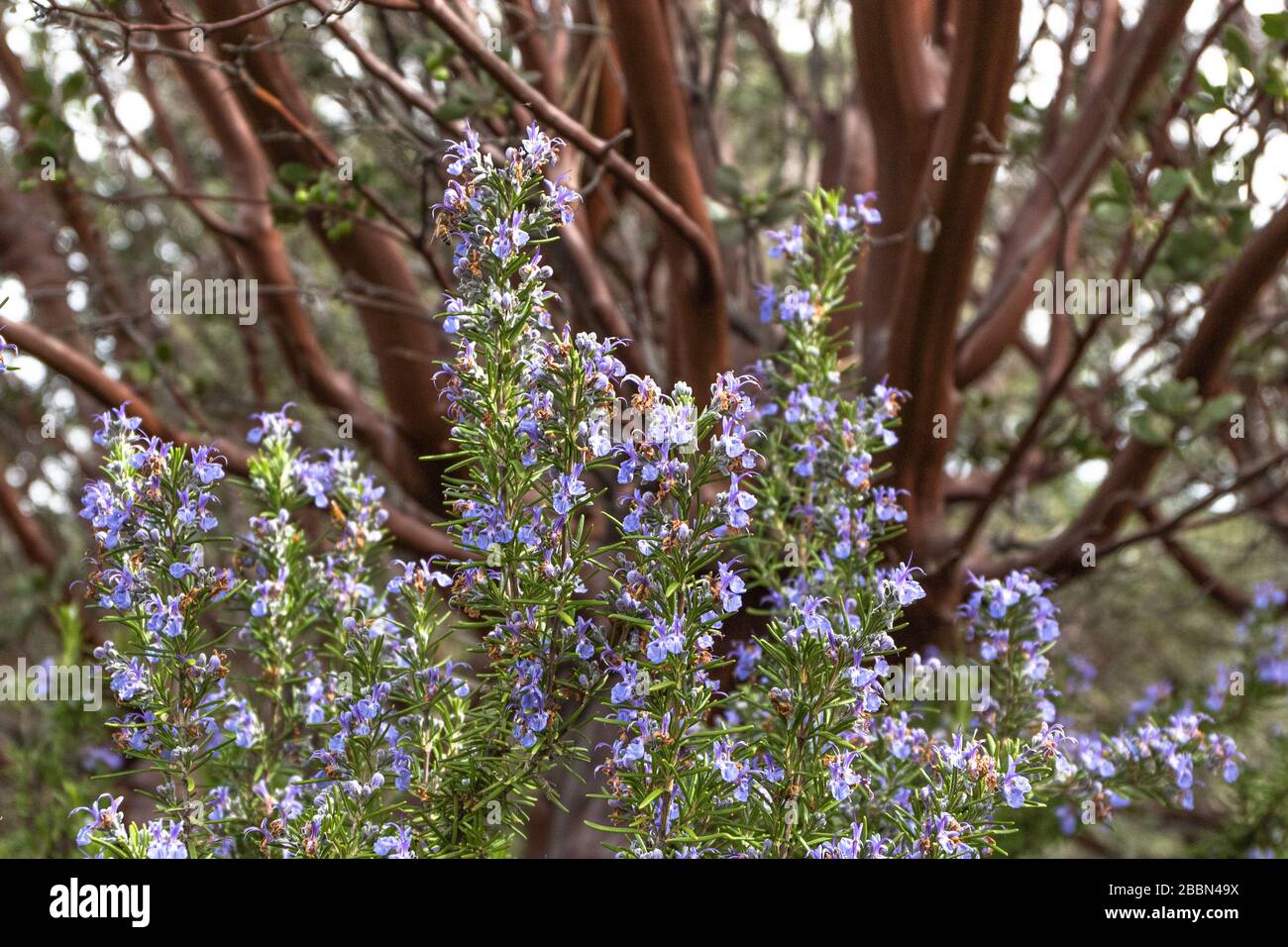 Leuchtendes violett blaues Rosmarin kulinarisches und medizinliches Kraut wächst oustide, guter Frühling Polinator für Bienen, Manzinita-Baum im Hintergrund Stockfoto