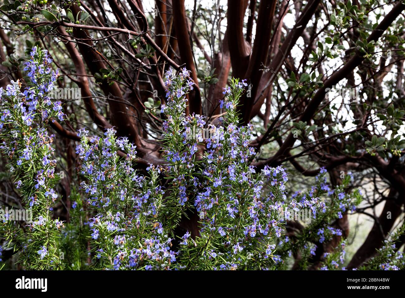 Leuchtendes violett blaues Rosmarin kulinarisches und medizinliches Kraut wächst oustide, guter Frühling Polinator für Bienen, Manzinita-Baum im Hintergrund Stockfoto