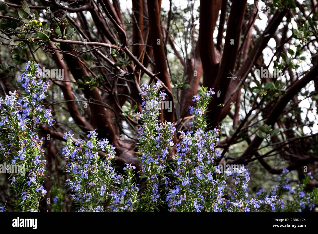 Leuchtendes violett blaues Rosmarin kulinarisches und medizinliches Kraut wächst oustide, guter Frühling Polinator für Bienen, Manzinita-Baum im Hintergrund Stockfoto
