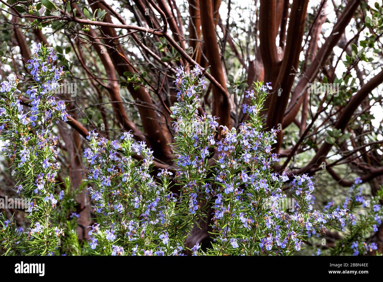 Leuchtendes violett blaues Rosmarin kulinarisches und medizinliches Kraut wächst oustide, guter Frühling Polinator für Bienen, Manzinita-Baum im Hintergrund Stockfoto