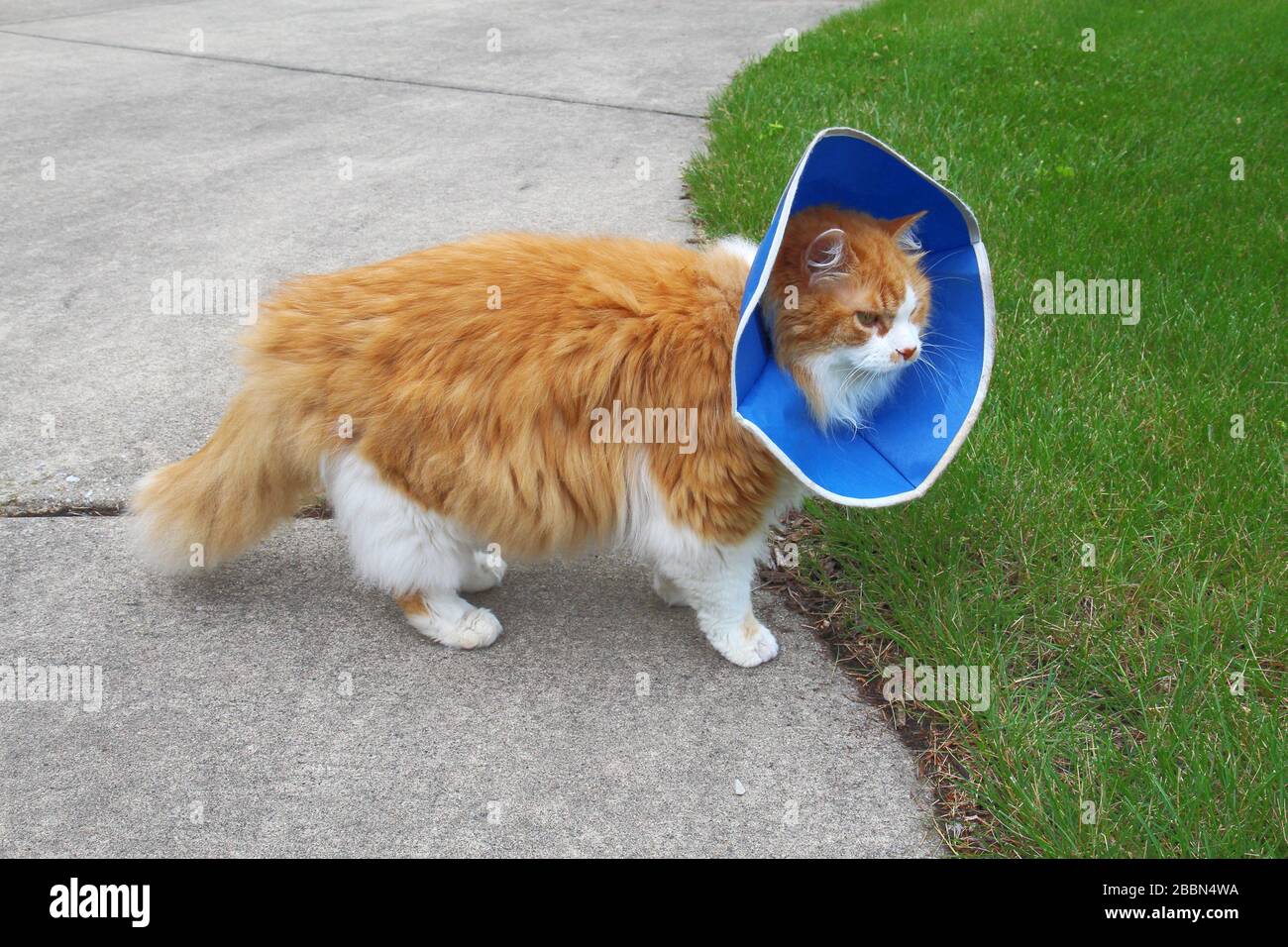 Eine orangefarbene und weiße Haus-Langhaarkatze (Felis Catus), die einen schützenden oder elisabethanischen Kragen trägt Stockfoto