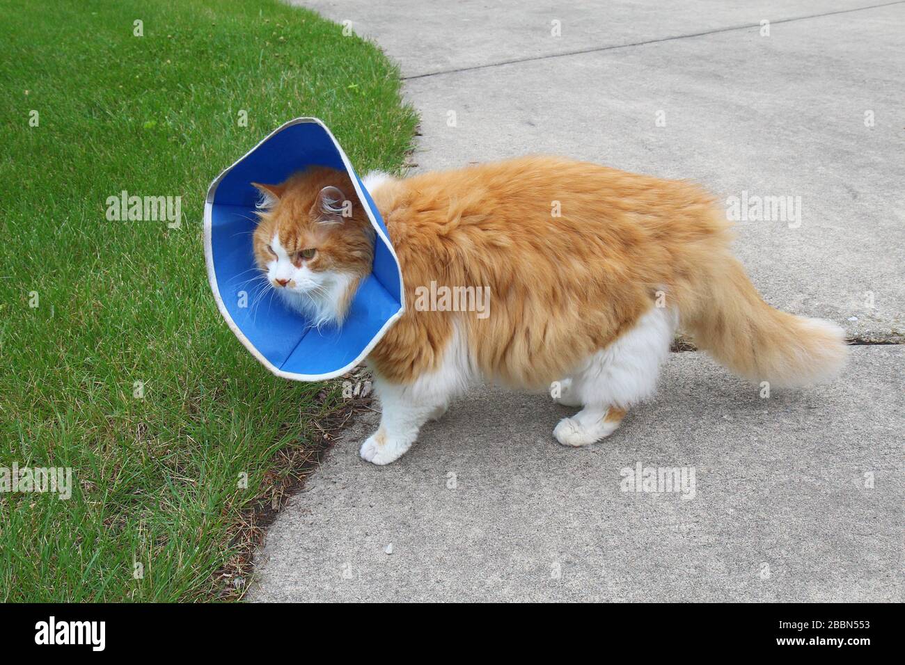 Eine orangefarbene und weiße Haus-Langhaarkatze (Felis Catus), die einen schützenden oder elisabethanischen Kragen trägt Stockfoto
