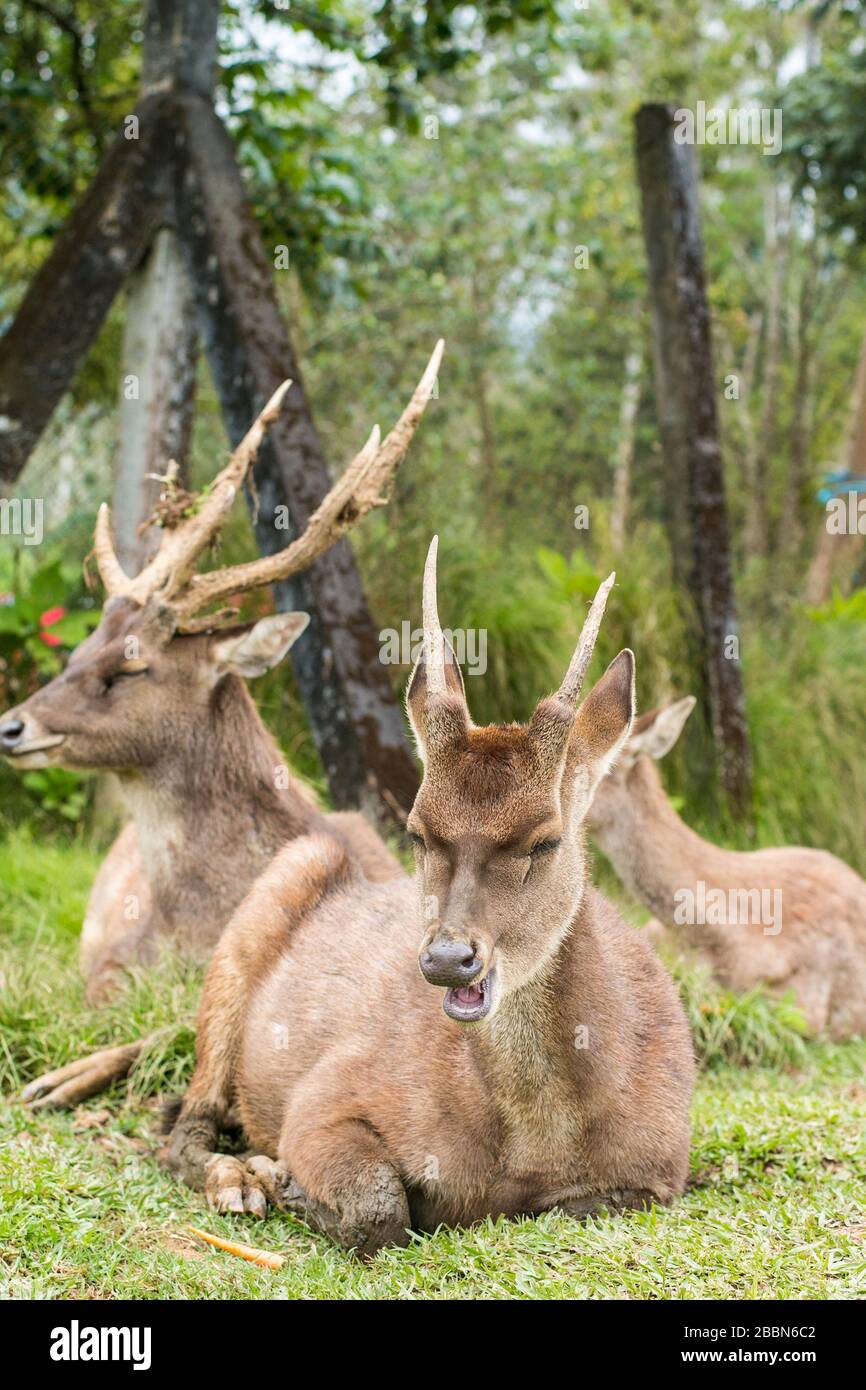 Eine Gruppe von männlichen Deern, Bucks, die zusammen auf dem Rasenplatz sitzen. Stockfoto