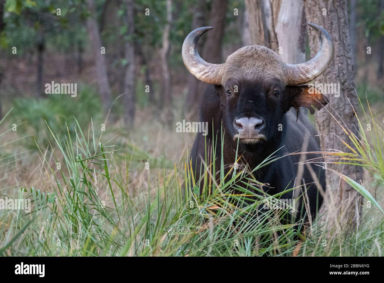 Indien, Madhya Pradesh, Bandhavgarh-Nationalpark. Gaur (WILD: BOS gaurus) alias indischer Bison. Auf der Roten Liste der Weltnaturschutz-Roten Liste als gefährdet aufgeführt. Stockfoto