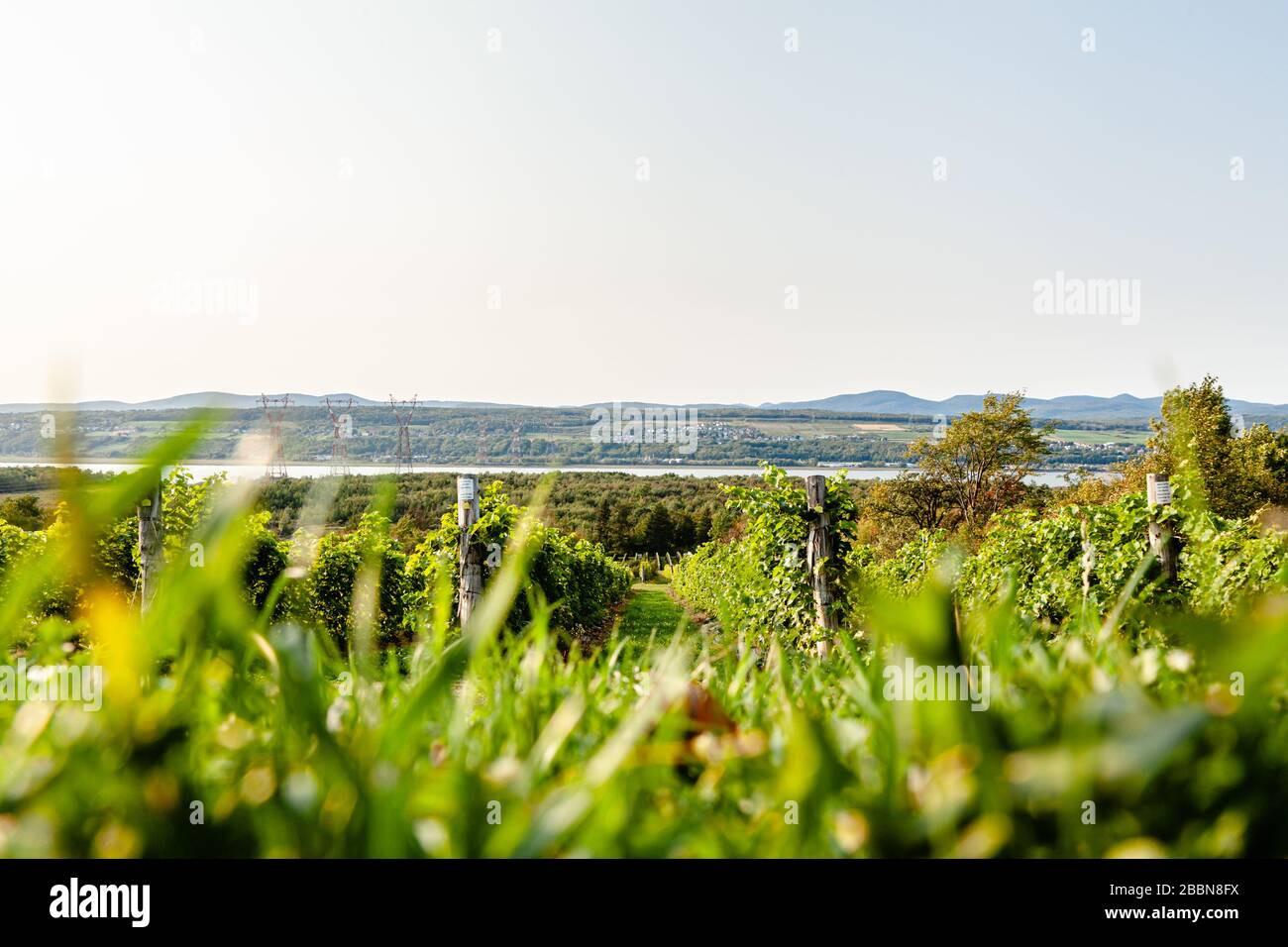 Blick auf die Reben auf der Insel Orleans. Stockfoto