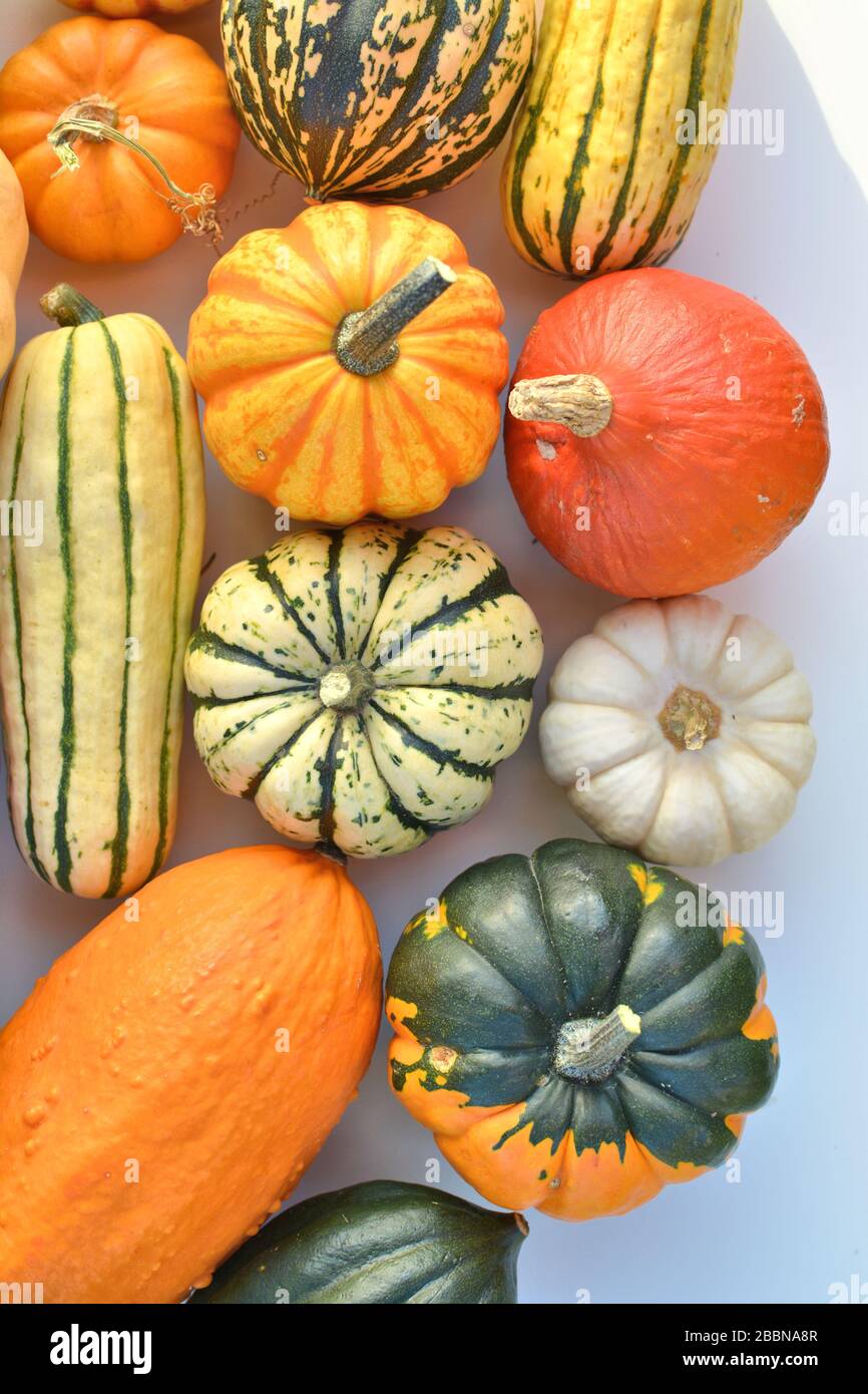 Kürbisse und Kürbisse für Herbstgemüse Stockfoto