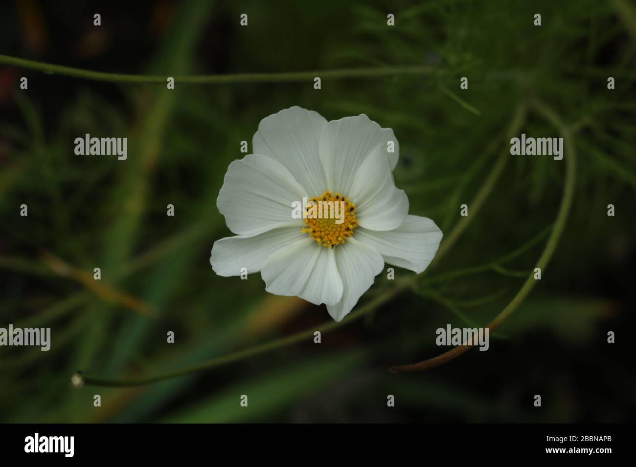 Weiße Blume in der Blüte Stockfoto
