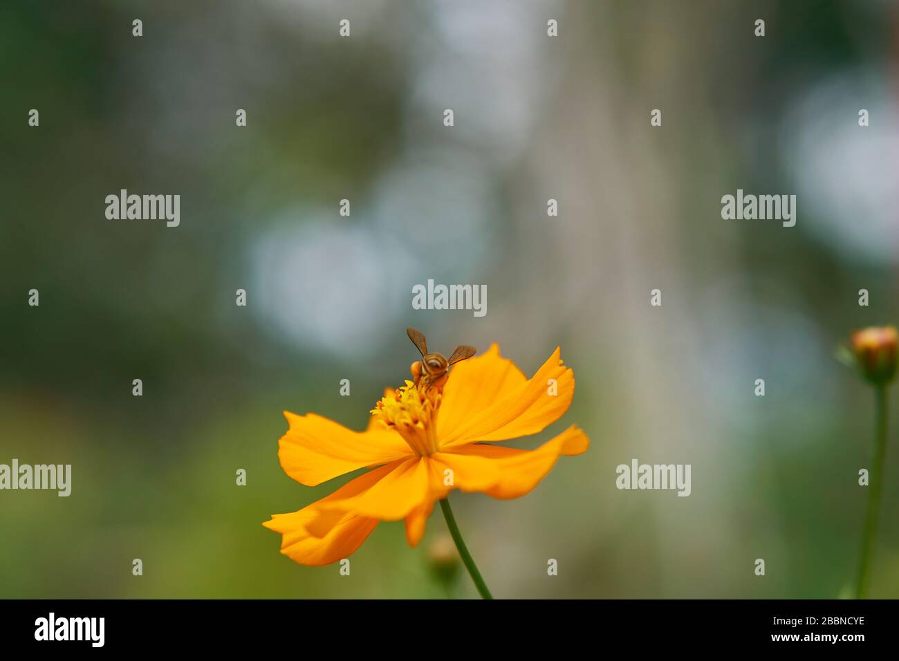 Orange Kosmos Blume mit grünen Blättern im Garten, Java, Indonesien Stockfoto