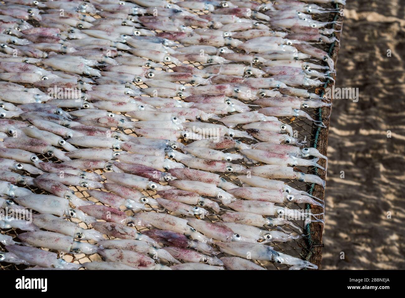 Fischtrocknung am Strand, Ko Pha Ngan Insel, Thailand, Asien Stockfoto