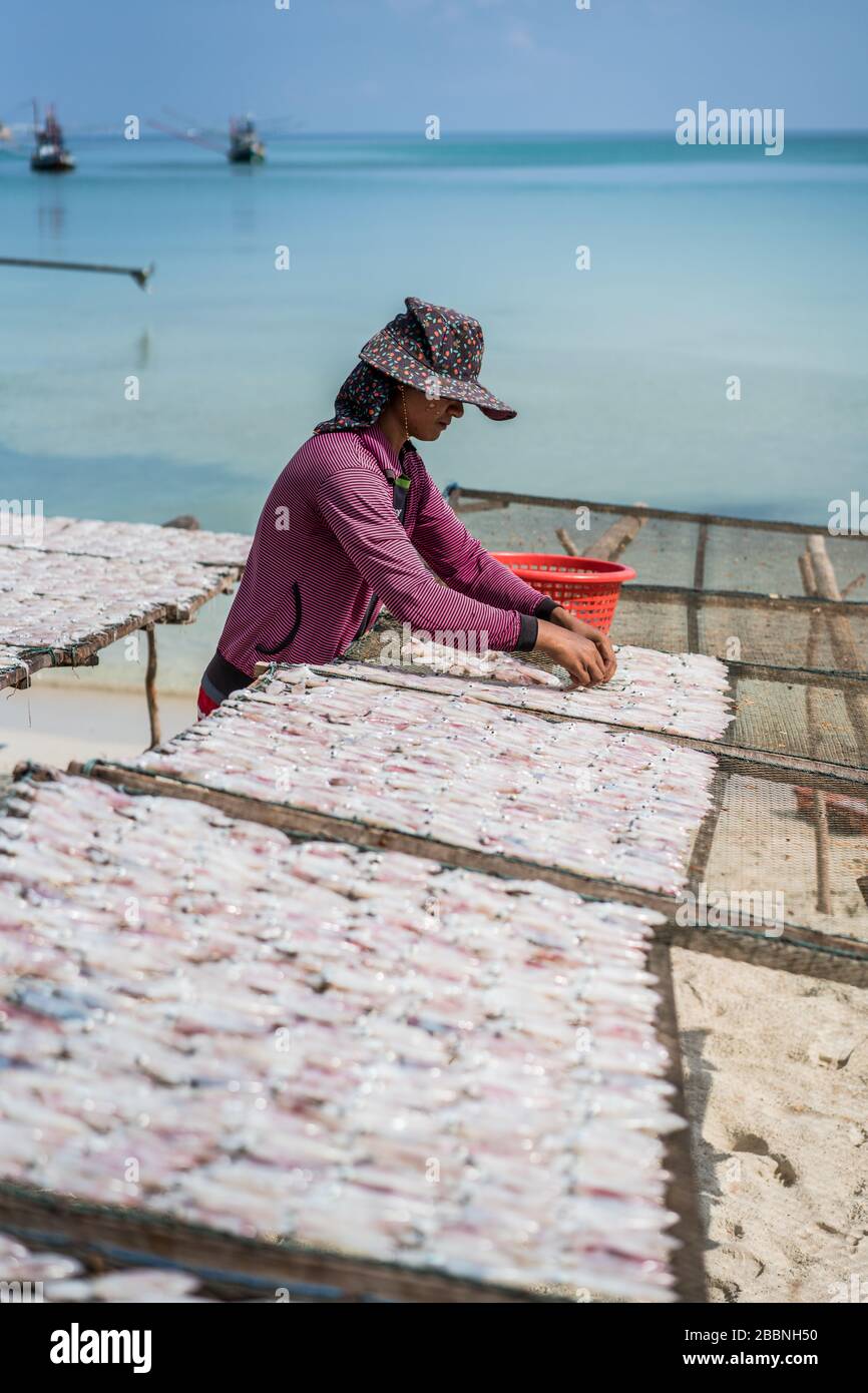 Fischtrocknung am Strand, Ko Pha Ngan Insel, Thailand, Asien Stockfoto