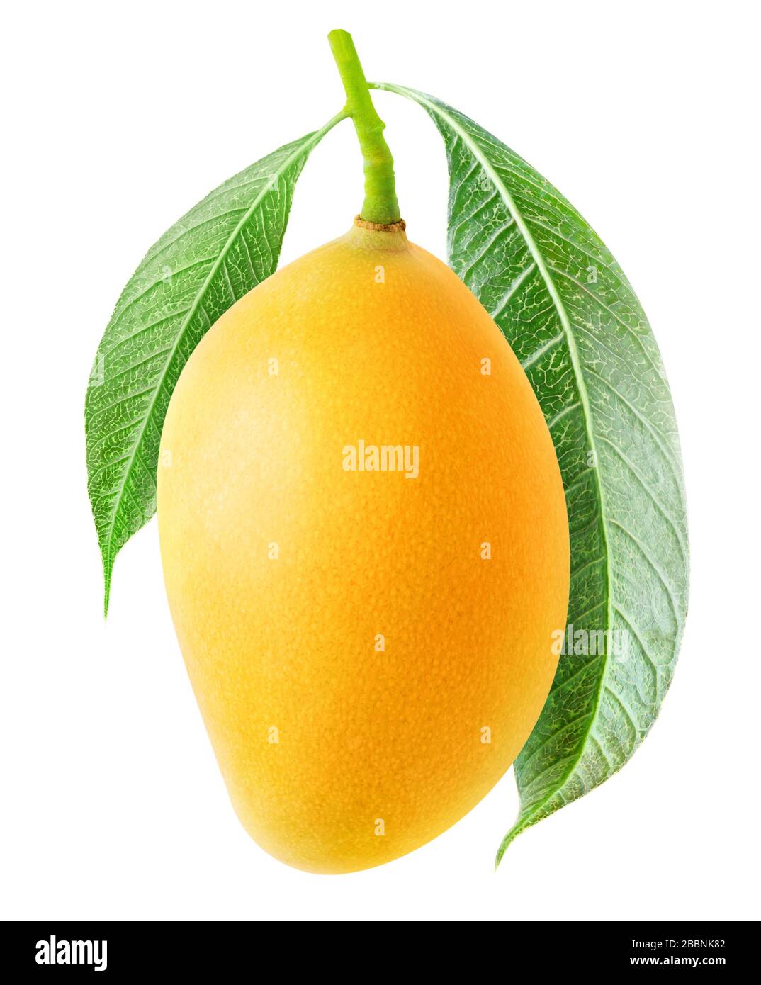 Isolierte Mango-Frucht. Ein gelbes Mango, das an einem Baumzweig hängt, mit Blättern, die auf weißem Grund isoliert sind Stockfoto