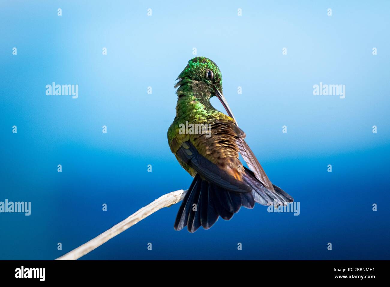 Ein kupfergerollter Kolibris prescht sich im natürlichen Sonnenlicht. Stockfoto