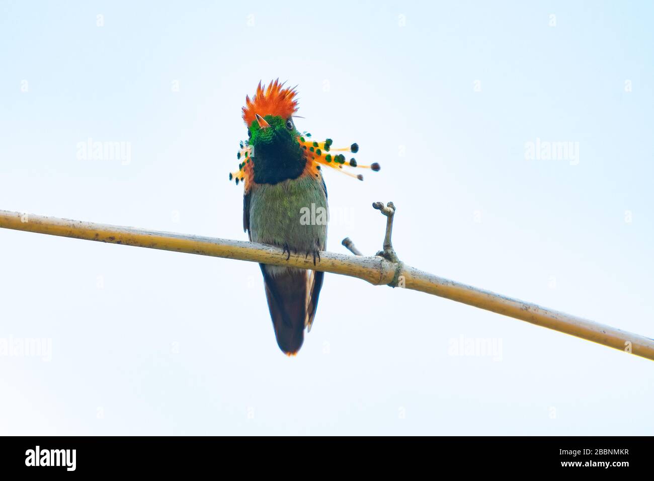 Der zweitkleinste Kolibris der Welt, die Tufted Coquette, die auf einem Ast steht. Stockfoto