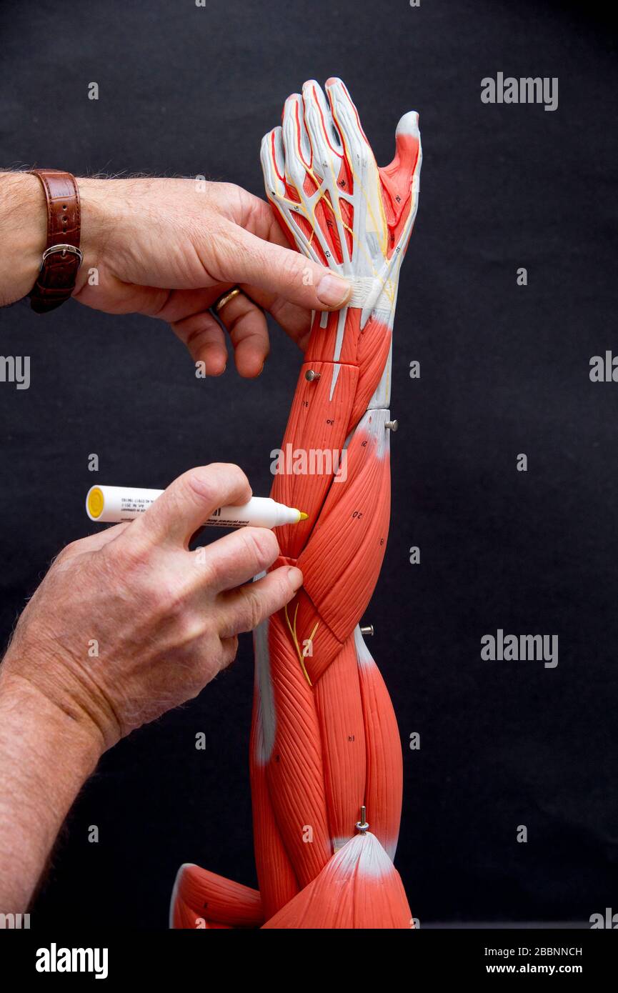 Biologielehre, die Sehnen und Mucles in einem künstlichen Arm zeigt. Stockfoto