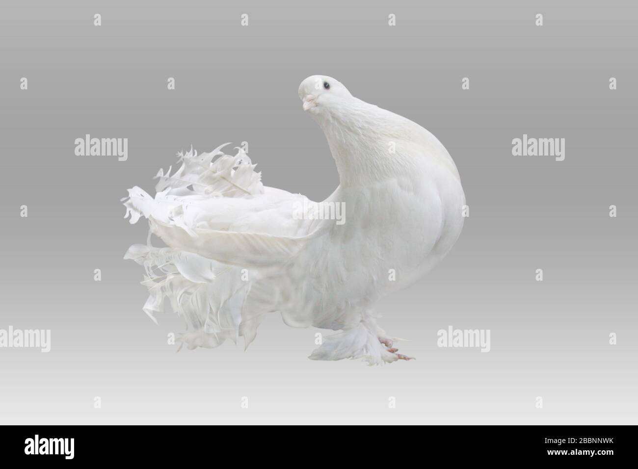 Lokkha Pigeon, diese Taube ist ruhig. Tauben gelten als Symbol des Friedens. Lokkha-Taube vor weißem Hintergrund. Stockfoto