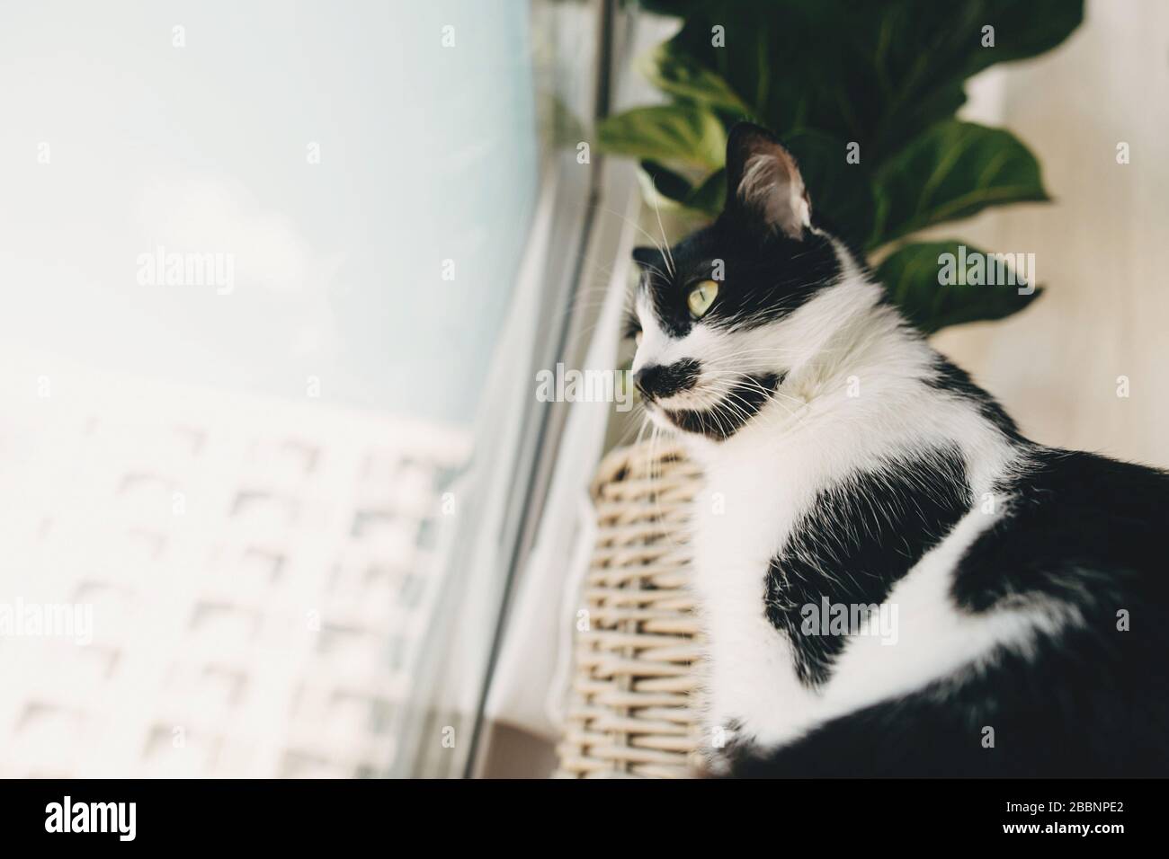 Süßes Kätzchen mit grünen Augen, das in gemütlichen Kissen und Pflanzen im modernen Zimmer sitzt. Lustige Katze sitzt am Fenster und schaut während Coronavirus qua auf die Straße Stockfoto