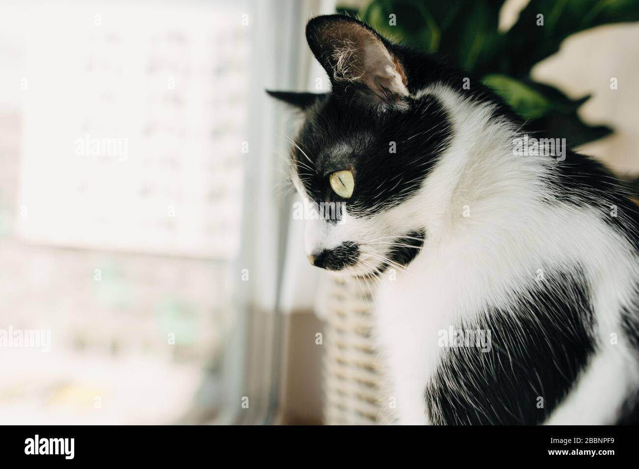 Lustige Katze, die während der Quarantäne des Coronavirus am Fenster sitzt und in die Straße schaut. Süßes Kätzchen mit grünen Augen, das in gemütlichen Kissen und Pflanzen im Modus sitzt Stockfoto