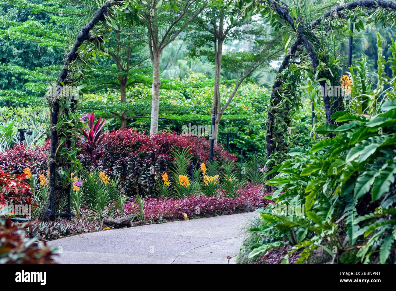 Orchideenpflanzen im National Orchid Garden, Singapore Botanic Gardens, Singapur Stockfoto