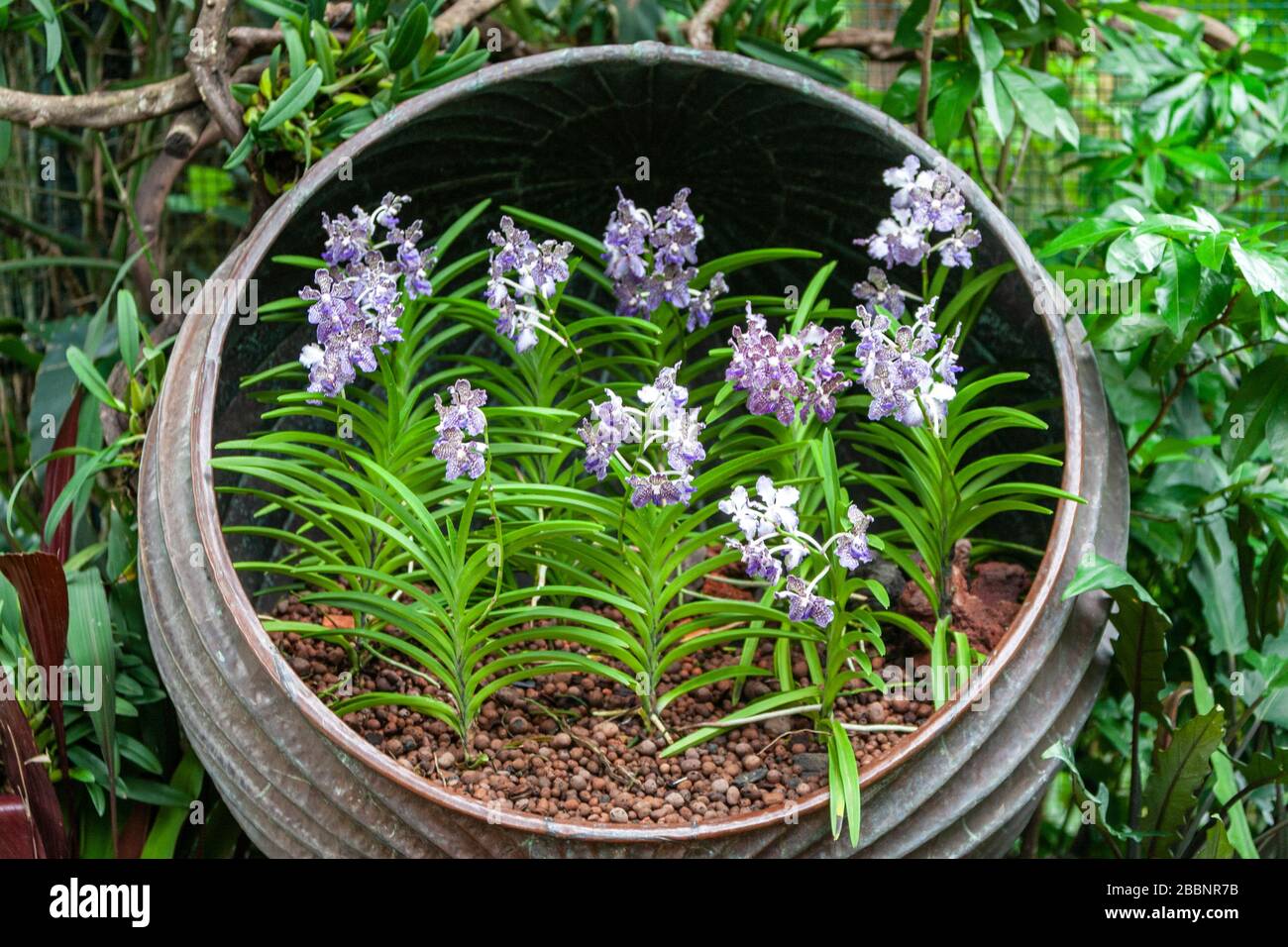Orchideenpflanzen im National Orchid Garden, Singapore Botanic Gardens, Singapur Stockfoto