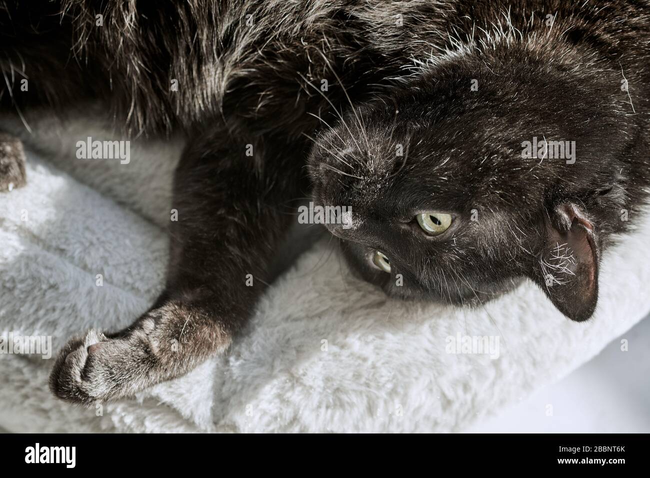 Schwarze Katze liegt auf dem Rücken und entspannt sich auf einem flauschigen Kissen im Sonnenlicht. Gemischte türkische Angorakatze, Nahaufnahme Stockfoto