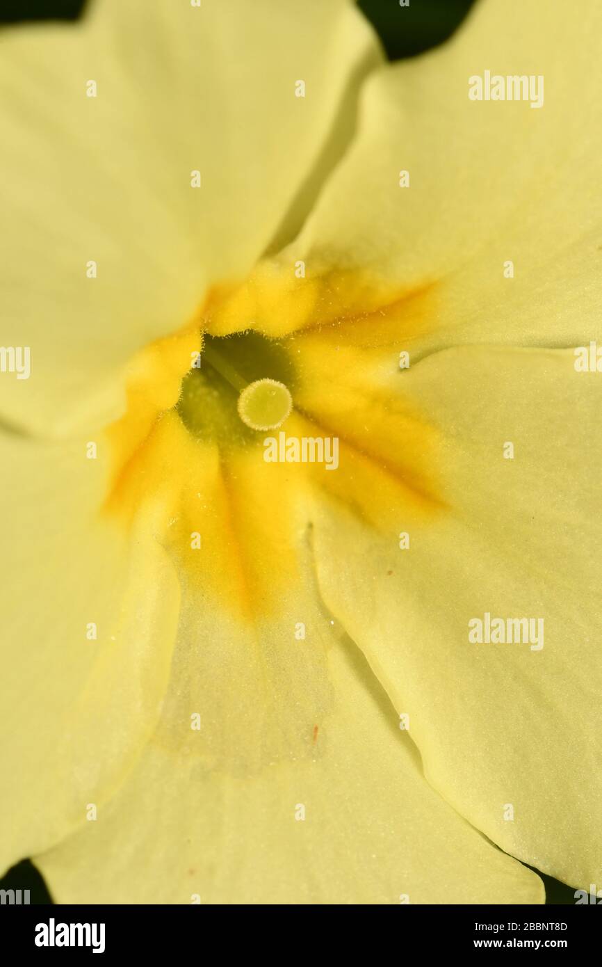 Primrose 'Primula vulgaris'. Nahaufnahme der Mitte der Blüte, die die Mitte des Stifts mit Augen zeigt (Stigma), was eine Kreuzbestäubung im Frühling ermöglicht. Stockfoto