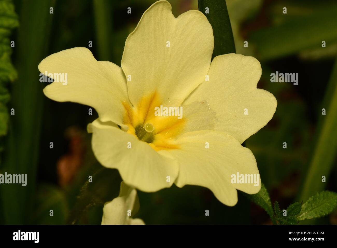 Primrose 'Primula vulgaris'. Nahaufnahme der Mitte der Blüte, die die Mitte des Stifts mit Augen zeigt (Stigma), was eine Kreuzbestäubung im Frühling ermöglicht. Stockfoto
