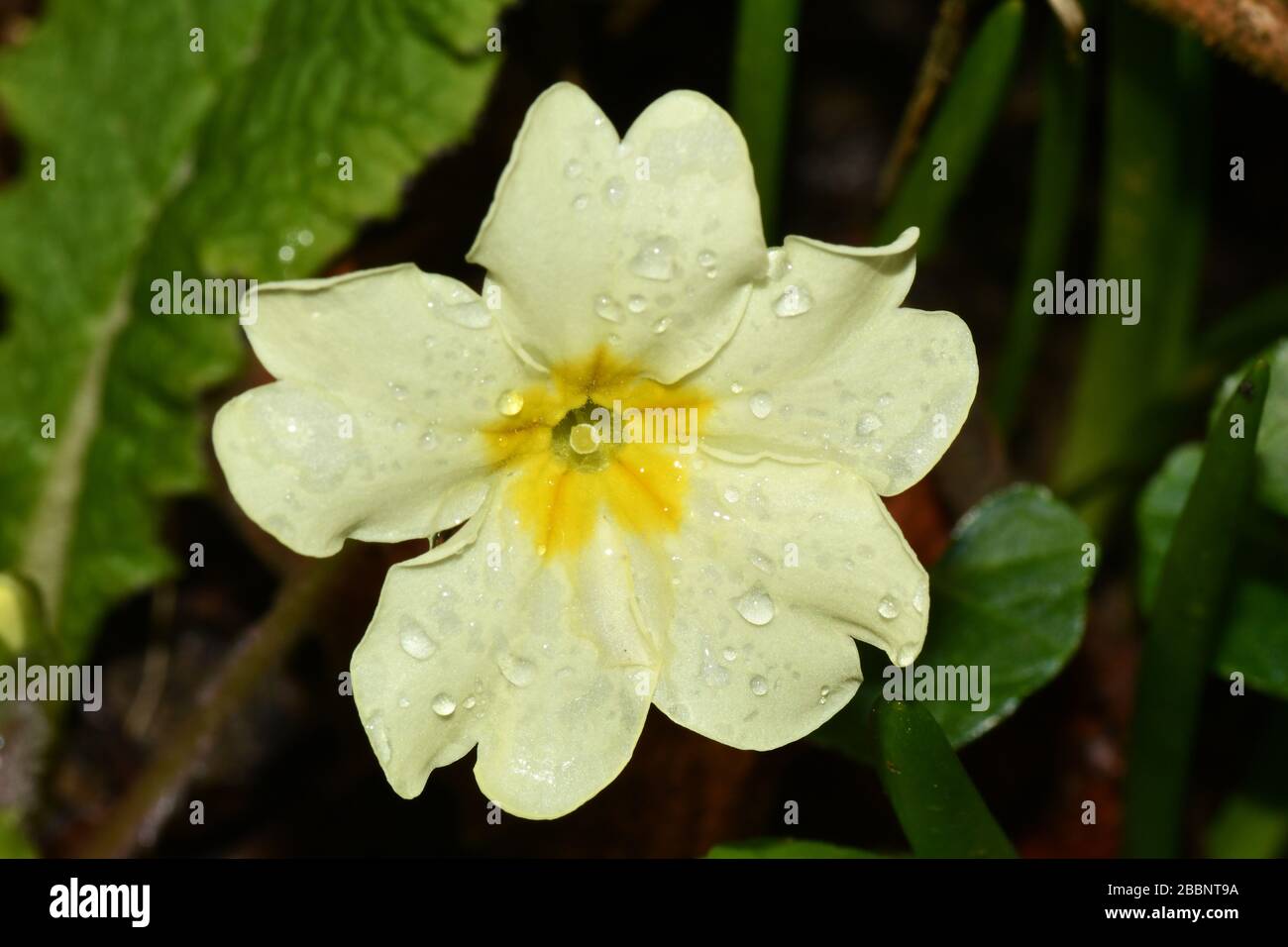 Primrose 'Primula vulgaris'. Nahaufnahme der Mitte der Blüte, die die Mitte des Stifts mit Augen zeigt (Stigma), was eine Kreuzbestäubung im Frühling ermöglicht. Nach einem Regenschaum Stockfoto