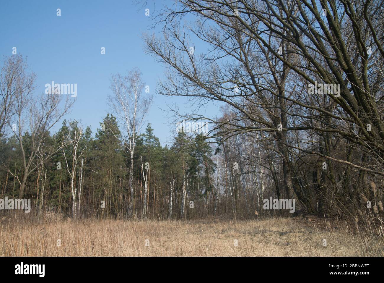 Wald am frühen Frühlingstag sonnig in Polen Stockfoto