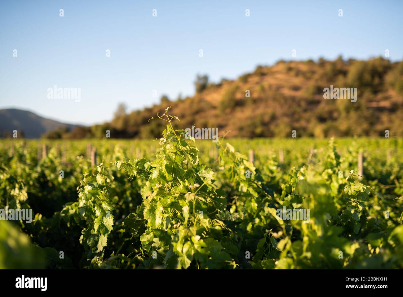 vinyard aus chile zur Sommerzeit Stockfoto