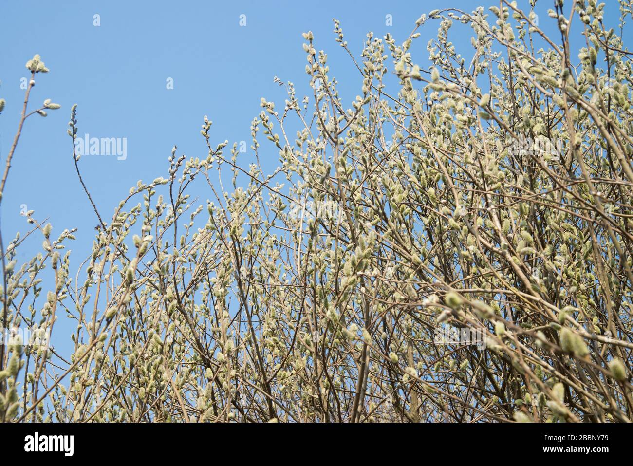 Pussy gelbe Weide blüht am Frühlingstag an Zweigen im Wald Stockfoto