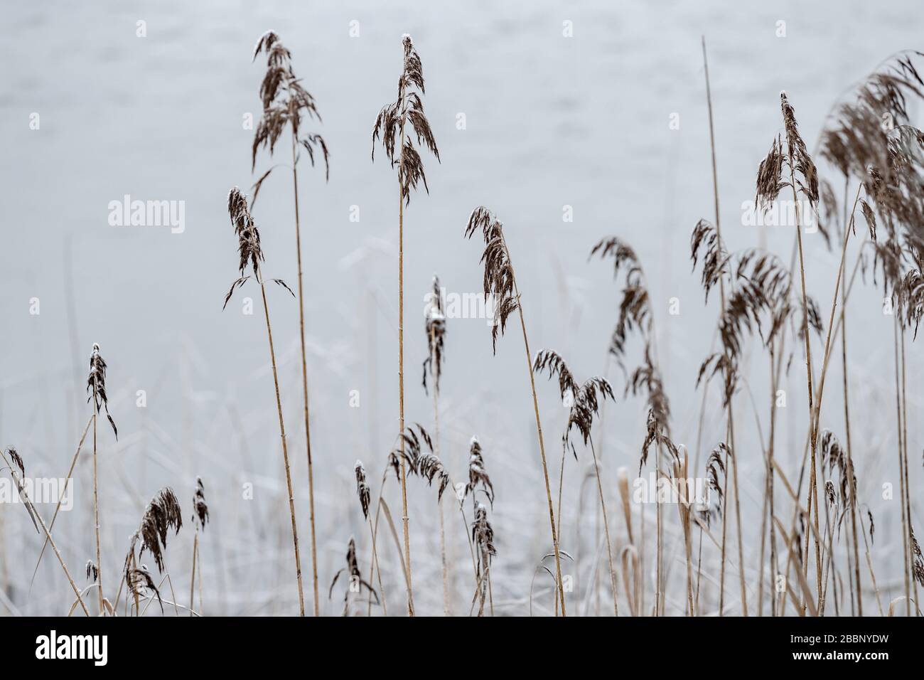 Landschaft eines trockenen Grases, eines Rohrs im Vordergrund, Wald im Hintergrund, Gras ist mit Hoarfrost bedeckt, Ruhe Stockfoto