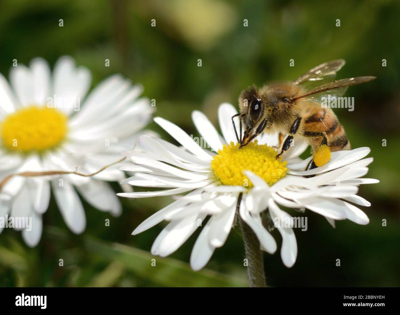 Nahaufnahme der Honigbiene, die Nektar auf der Gänseblümchen sammelt Stockfoto