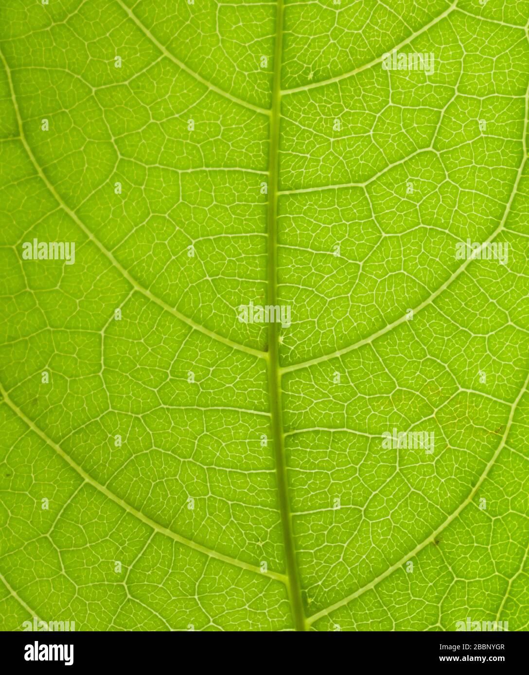 Grünes Blatt im Detail oder Makroschuss des grünen Blatts. Es zeigt das Muster der Blattstruktur. Stockfoto