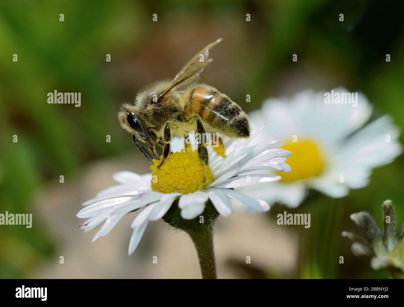 Nahaufnahme der Honigbiene, die Nektar auf der Gänseblümchen sammelt Stockfoto
