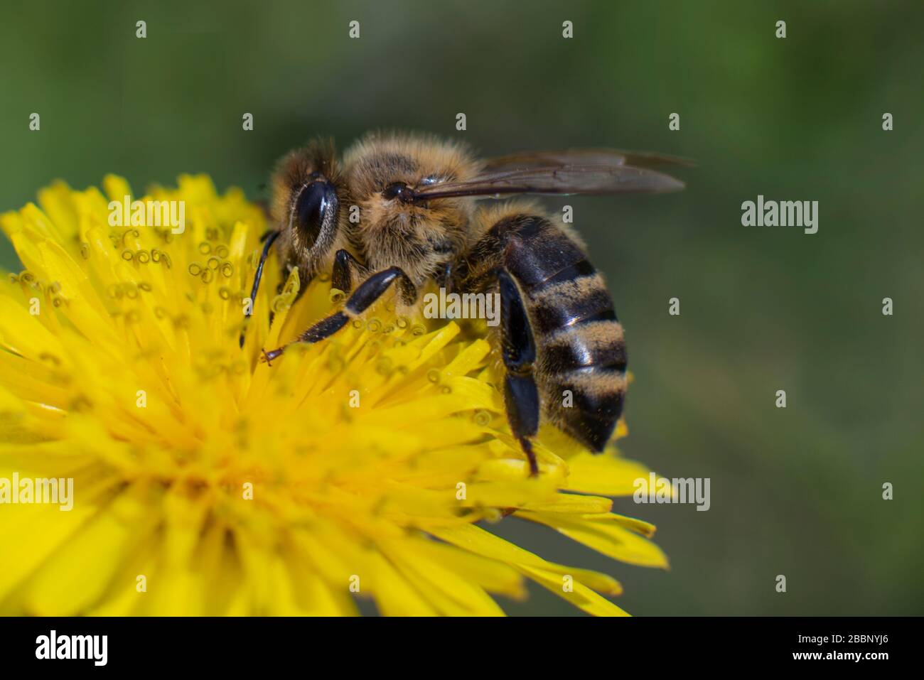 Biene, die sich von Löwenblume ernährt. Makro, Seitenansicht. Stockfoto