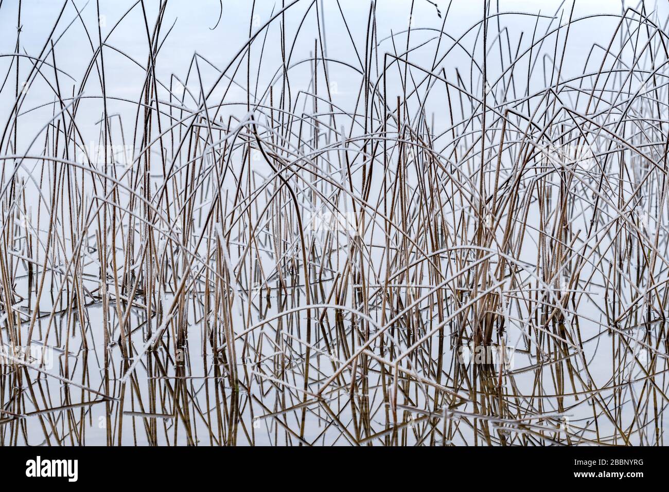 Landschaft eines trockenen Grases, eines Rohrs im Vordergrund, Wald im Hintergrund, Gras ist mit Hoarfrost bedeckt, Ruhe Stockfoto