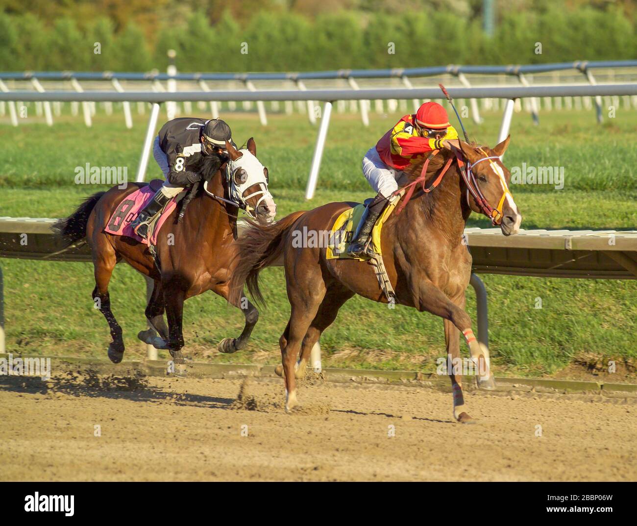 Arabische Pferde und Jockeys fahren für die Ziellinie Stockfoto