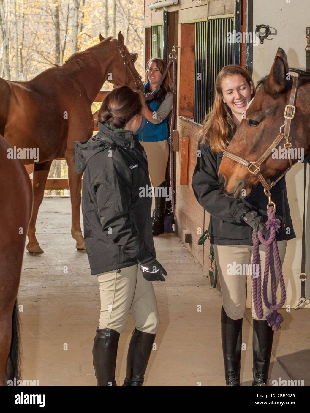 Mädchen aus dem College-Reitteam unterhalten sich mit Freunden rund um Scheune mit Pferden Stockfoto
