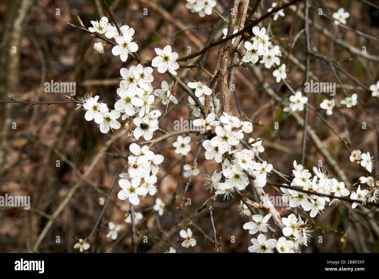 Ein blühender Zweig des Schwarzdorns im Frühjahr. Stockfoto