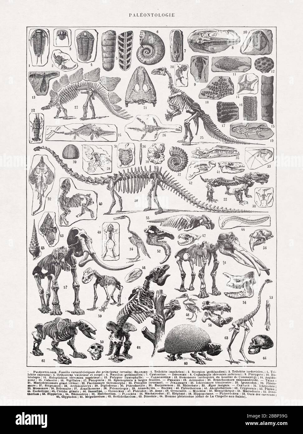 Alte Illustration über die Skelette in der Paläontologie gedruckt im späten 19. Stockfoto