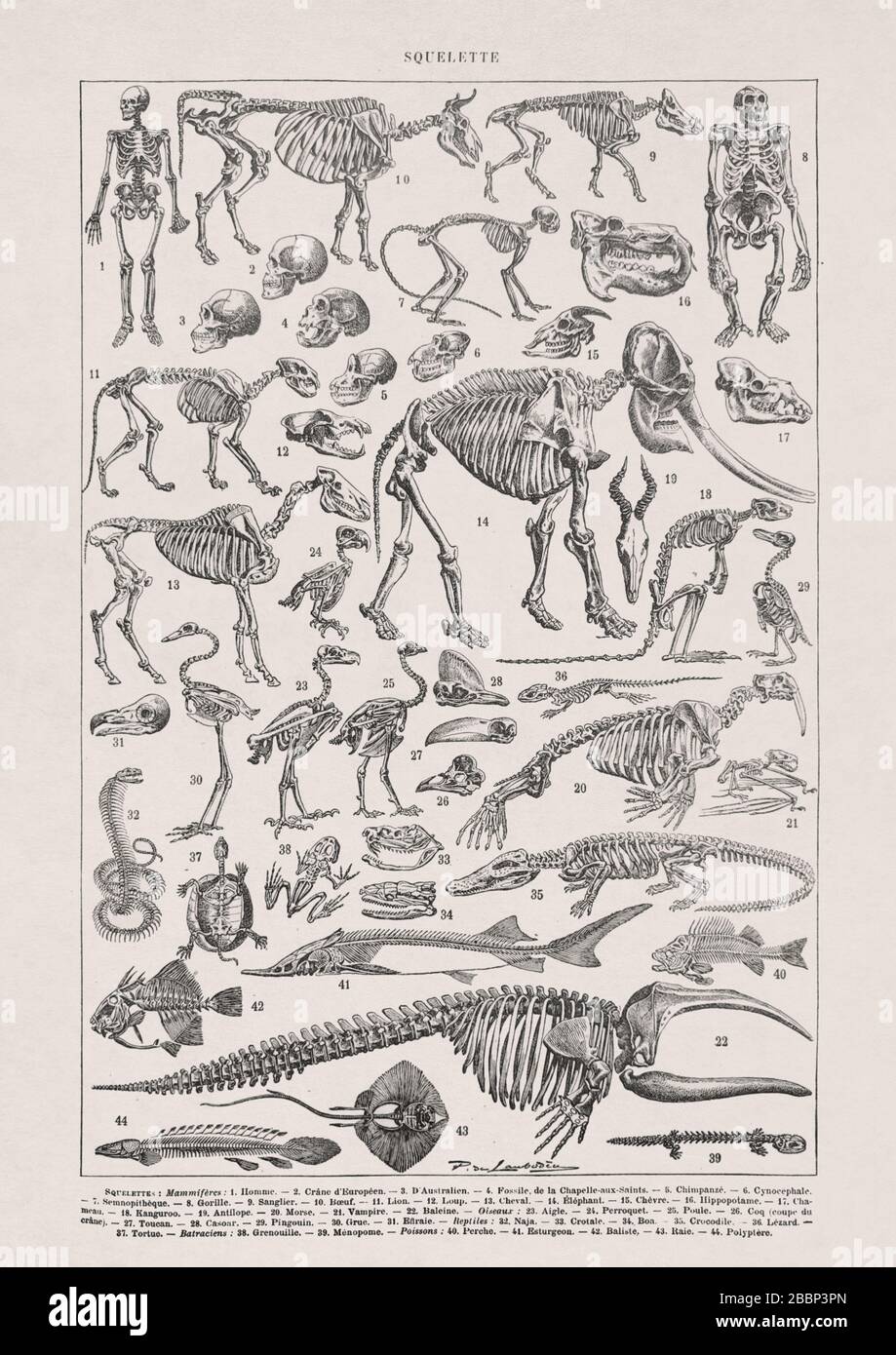 Alte Illustration über die Skelette von Paul de Laubadère gedruckt im späten 19. Stockfoto