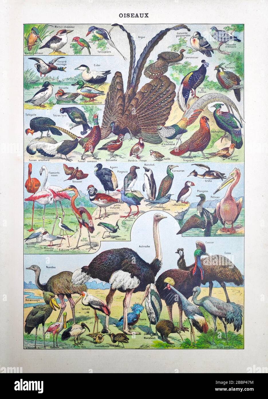 Alte Illustration über Vögel von Adolphe Philippe Millot gedruckt im späten 19. Jahrhundert. Stockfoto